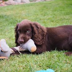 Cocker spaniel Jacko