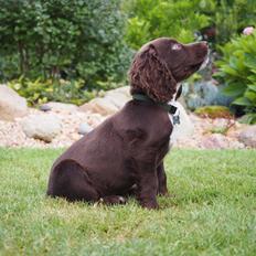 Cocker spaniel Jacko