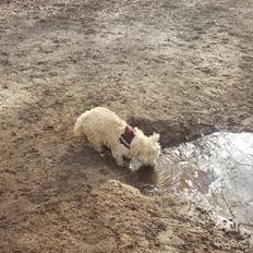 Cairn terrier Albus