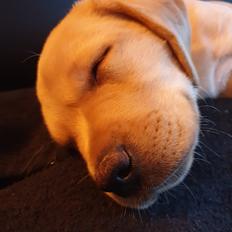 Labrador retriever Tonic