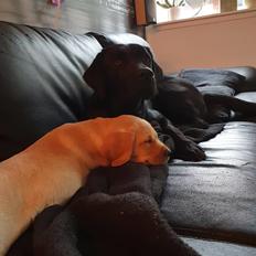 Labrador retriever Tonic