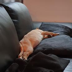 Labrador retriever Tonic
