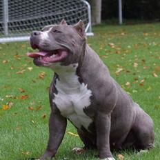 American Bully Holly  (bonus bully holly)