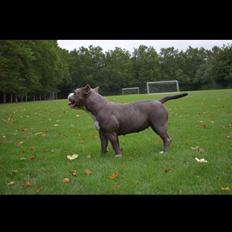 American Bully Holly  (bonus bully holly)