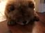 Chow chow Simba
