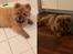 Chow chow Simba