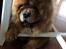 Chow chow Simba