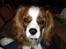 Cavalier king charles spaniel Piccocanes Louie