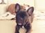 Fransk bulldog Molosshuset Ada Lovelace