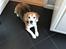 Beagle Simba