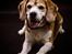 Beagle Simba