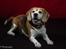 Beagle Simba