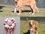 Nova scotia duck tolling retriever Flóki/Toller's Delight Viking Warrior - Flóki bliver BIR BABY ved Tollerdays udstilling i Karup 20.04.19
