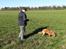 Nova scotia duck tolling retriever Flóki/Toller's Delight Viking Warrior - Flóki går sit første spor (22.04.19)