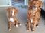 Nova scotia duck tolling retriever Flóki/Toller's Delight Viking Warrior - Flóki (4,5 mdr) med storsøster Nova (8 år) 