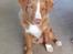 Nova scotia duck tolling retriever Flóki/Toller's Delight Viking Warrior - Flóki (4,5 mdr) 