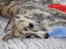 Whippet Didrik - Foto: Kirsten H