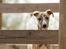 Whippet Didrik - Foto: Milla