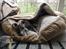 Whippet Didrik