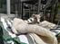 Whippet Didrik