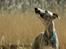 Whippet Didrik - Foto: Milla