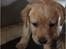 Labrador retriever Lupa