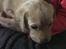 Labrador retriever Lupa