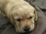 Labrador retriever Lupa