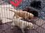 Labrador retriever Lupa