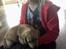 Labrador retriever Lupa