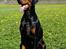 Dobermann Dobergaarden Forever Irish