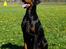 Dobermann Dobergaarden Forever Irish