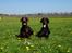 Dobermann Dobergaarden Forever Irish