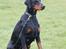 Dobermann Dobergaarden Forever Irish