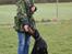 Dobermann Dobergaarden Forever Irish