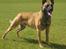 Malinois IGP3 Czhaplin Codi-Fin - over regnbuen