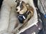 Whippet All Stars Emil 