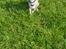 Whippet All Stars Emil 