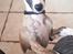 Whippet All Stars Emil 