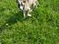 Whippet All Stars Emil 