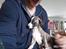 Whippet All Stars Emil 