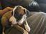 Whippet All Stars Emil 
