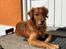 Golden retriever Oscar