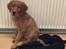 Golden retriever Oscar