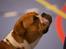Leavitt Bulldog Endless bulldog mister sticht
