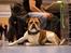Leavitt Bulldog Endless bulldog mister sticht