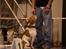 Leavitt Bulldog Endless bulldog mister sticht