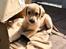 Labrador retriever Lupa