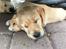 Labrador retriever Lupa