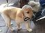 Labrador retriever Lupa